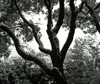 Alpedrete Sostenible